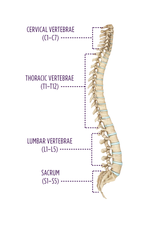 Complete-Spine-Lateral-with-captions_isolated_300x450