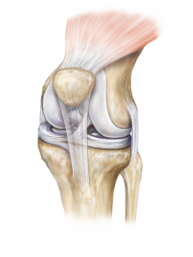 Knee Anatomy diagram