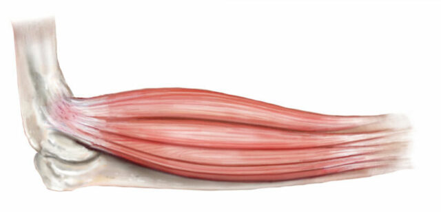 Anatomy of the elbow for elbow care