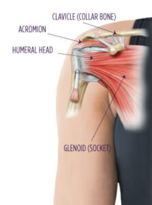 Diagram of the shoulder.