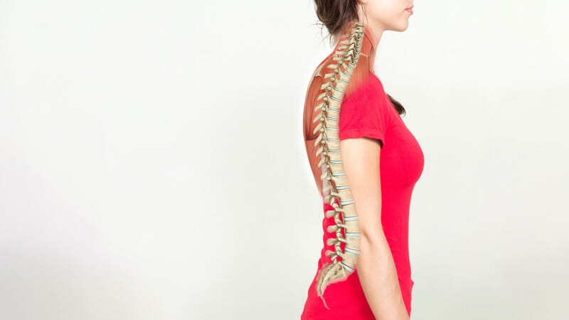 Basic Anatomy Of The Spine