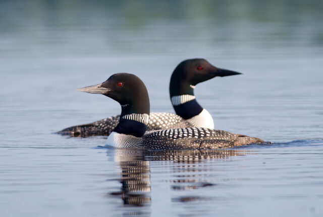 Loons on a lake in minnesota