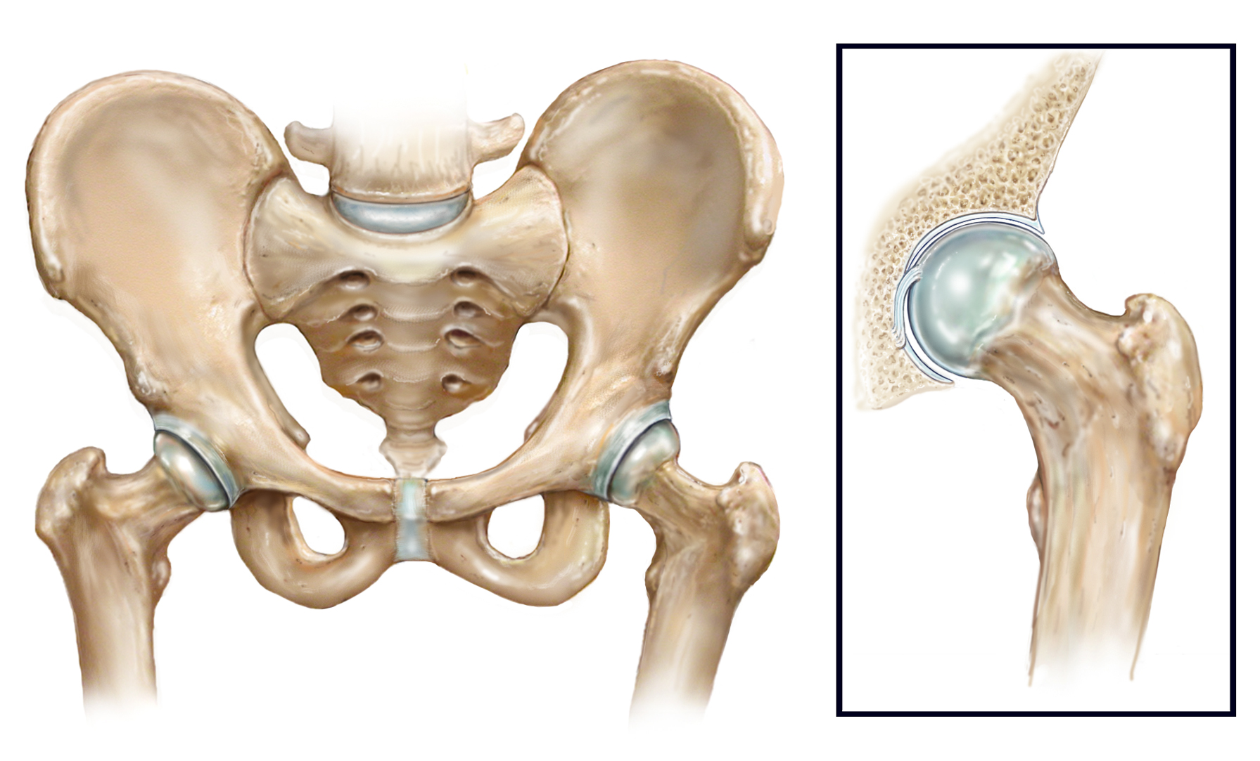 Healthy Hip